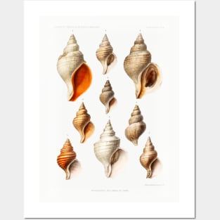 Molluscs of the Northern Seas Posters and Art